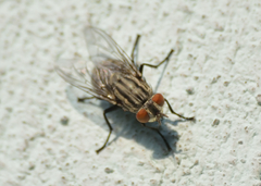 Sarcophagidae