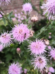 Apoidea