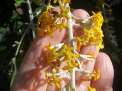 Buddleja madagascariensis