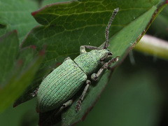 Phyllobius virideaeris