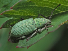 Phyllobius virideaeris