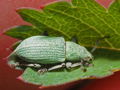 Phyllobius virideaeris