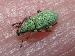 Phyllobius virideaeris