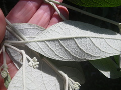 Buddleja madagascariensis