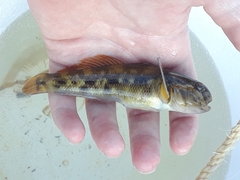 Neogobius melanostomus