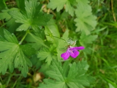 Geranium palustre