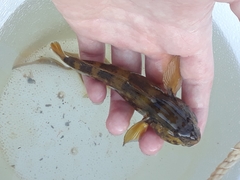 Neogobius melanostomus