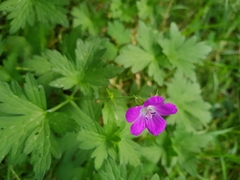Geranium palustre