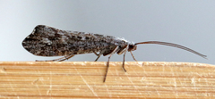 Glyphopsyche irrorata