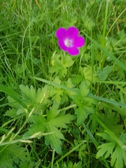 Geranium palustre