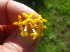 Buddleja madagascariensis