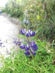 Lupinus pubescens