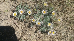 Townsendia florifera