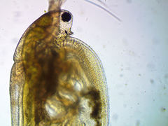 Simocephalus congener