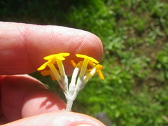 Buddleja madagascariensis