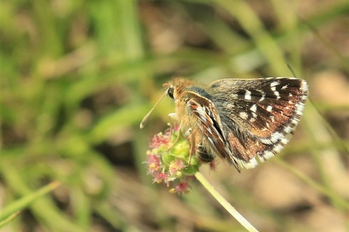 Red-underwing Skipper, Huesca, ES-AR, ES, photo 10 of 10