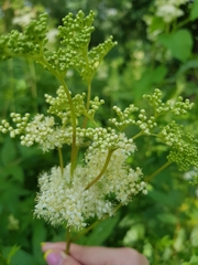Filipendula ulmaria