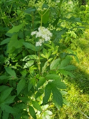 Filipendula ulmaria