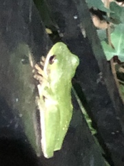 Hyla cinerea