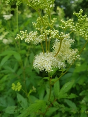 Filipendula ulmaria