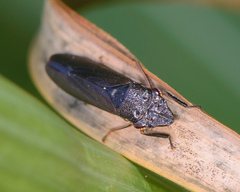 Homalodisca insolita