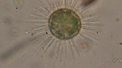 Acanthocystis