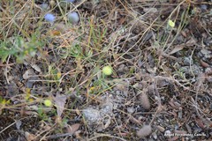 Trifolium sylvaticum