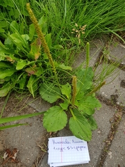 Plantago major