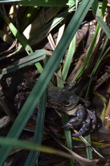 Potamon fluviatile