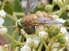Pangoniini