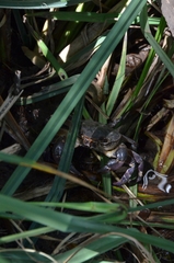 Potamon fluviatile