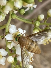 Pangoniini