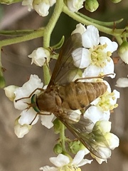 Pangoniini