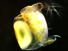 Ceriodaphnia reticulata