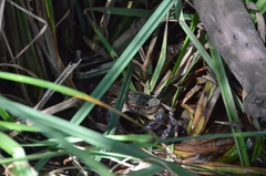 Potamon fluviatile