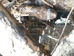 Nerodia sipedon