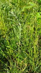 Omalotheca sylvatica