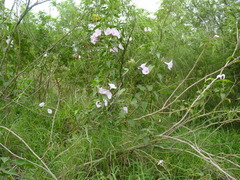 Ipomoea carnea