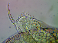 Ceriodaphnia reticulata