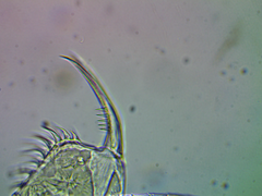 Ceriodaphnia reticulata