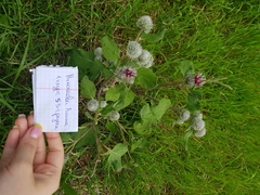 Arctium tomentosum