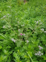 Arctium tomentosum