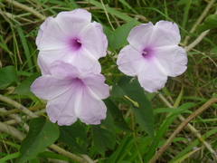 Ipomoea carnea