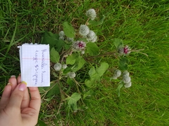 Arctium tomentosum
