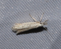 Pleurota albastrigulella