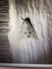 Acronicta vulpina