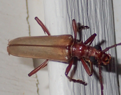 Centrodera decolorata