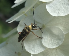 Typocerus velutinus