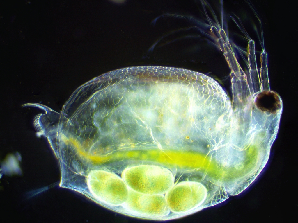 water flea