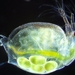 Ceriodaphnia dubia - Photo (c) Ivan Sinkov, vissa rättigheter förbehållna (CC BY), uppladdad av Ivan Sinkov